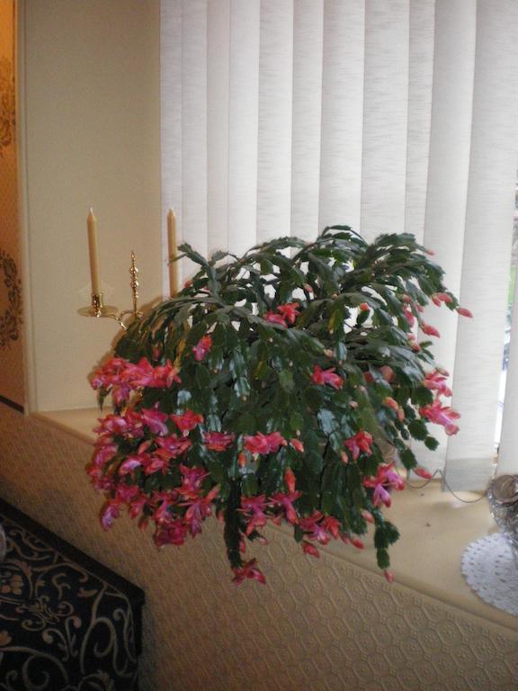 Langley Bank Guest House Ayr Esterno foto